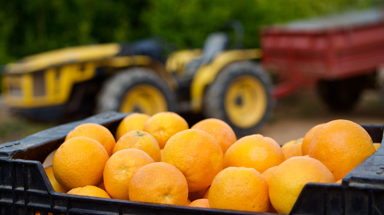 Harvested oranges