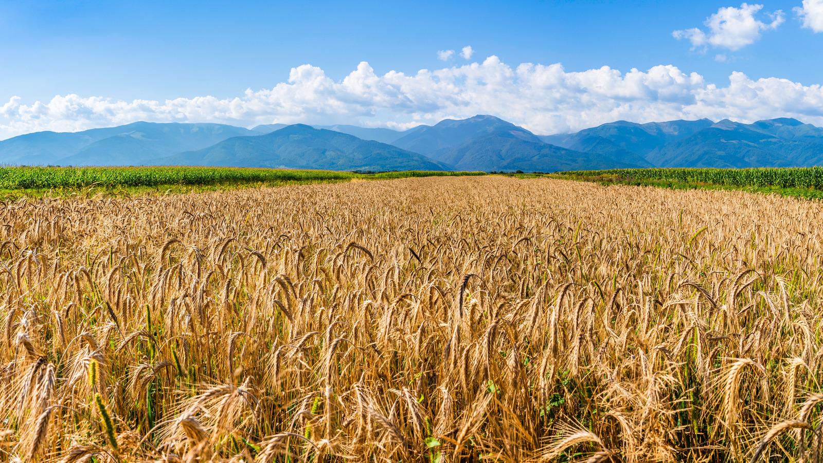 Yellow rust in wheat фото 70