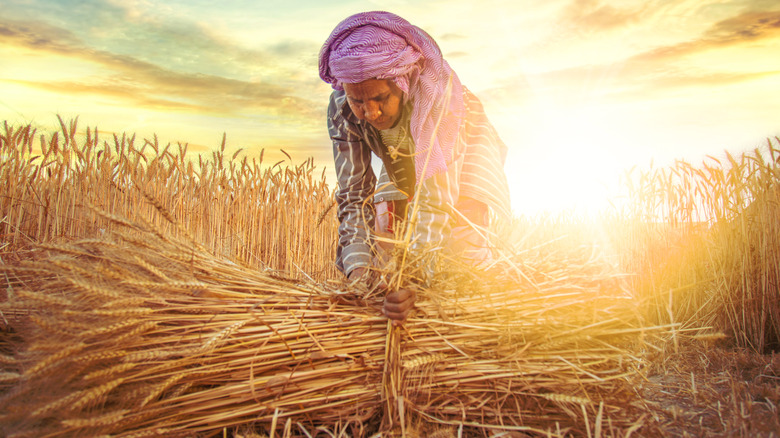 Indian wheat farmer