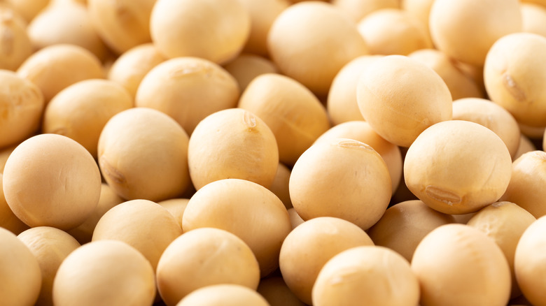 pile of soy nuts 