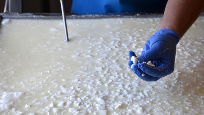 Curds and whey in vat at cheese factory