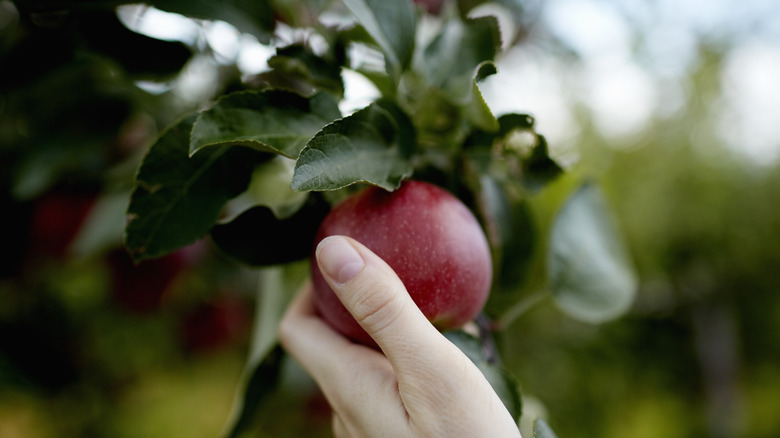 Hand picking red apple off tree