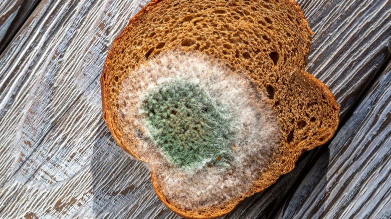 Piece of moldy bread