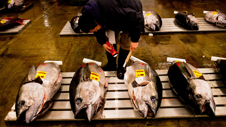 Someone examining tuna for sale