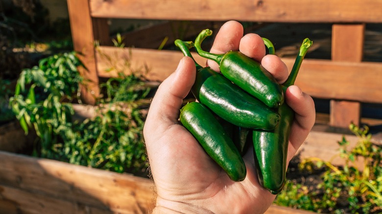 hand holding jalapenos