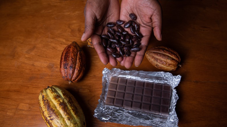 hands hold cocoa beans and chocolate