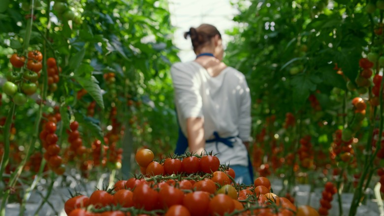 Cherry harvest farmer 