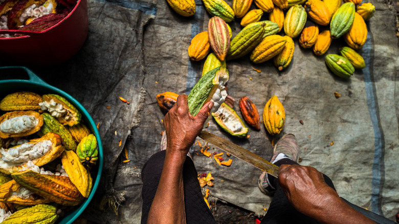 Cacao farming