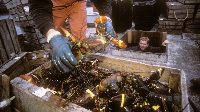 Maine lobster boat and fishermen