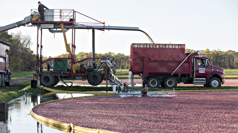 Truck loaded with cranberries