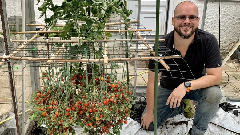 Douglas Smith with a tomato-laden vine