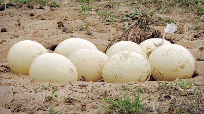 A bunch of ostrich eggs in sand dip 