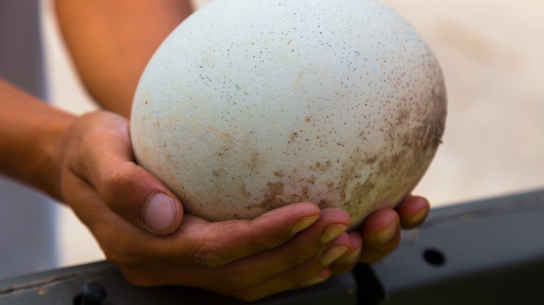 Can You Eat Ostrich Eggs? All About Ostrich Eggs - American Ostrich Farms