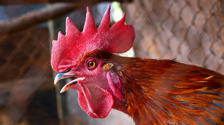 closeup of rooster's beak