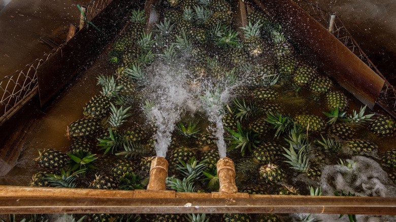 washing pineapples