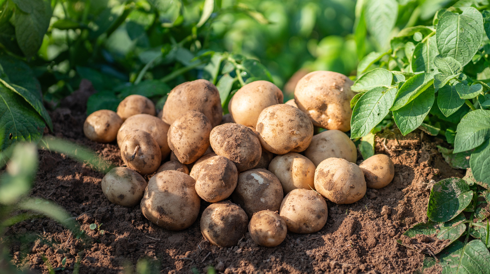 How Potato Water Can Save Runny Mashed Potatoes