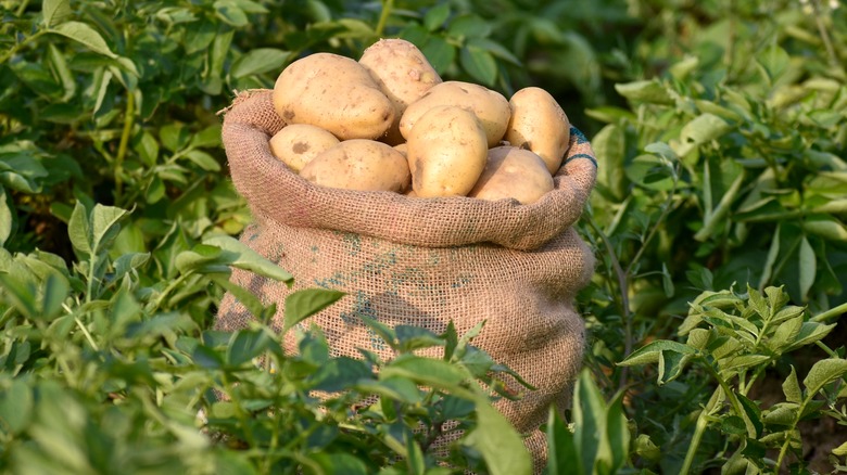 fresh potato bag green field