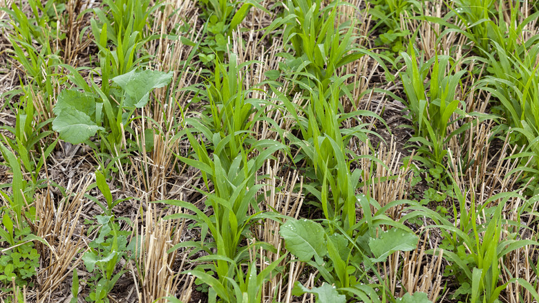 Cover crops growing between wheat