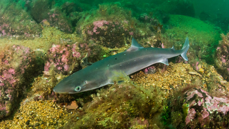 Wild dogfish shark