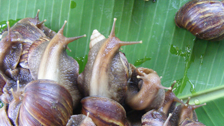 A collection of snails on a leaf