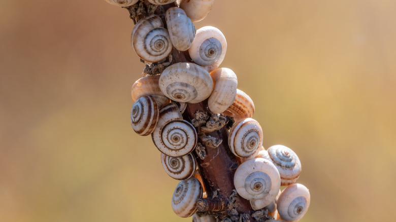 Snails climbing a branch