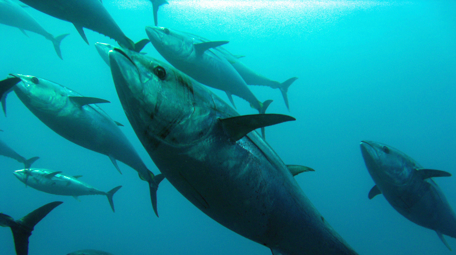 How Sustainable Fishing Has Become A Priority For The Tuna Industry