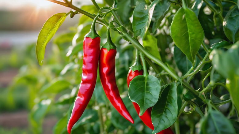 Close-up of two chili peppers growing on a plant