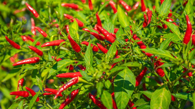 Field of Tabasco peppers