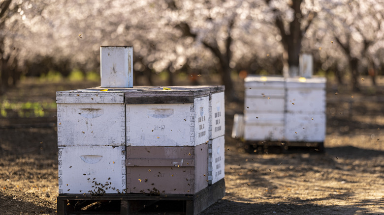 Bee hives in almond orchard