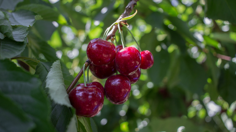 Bunch of Bing cherries growing on a tree