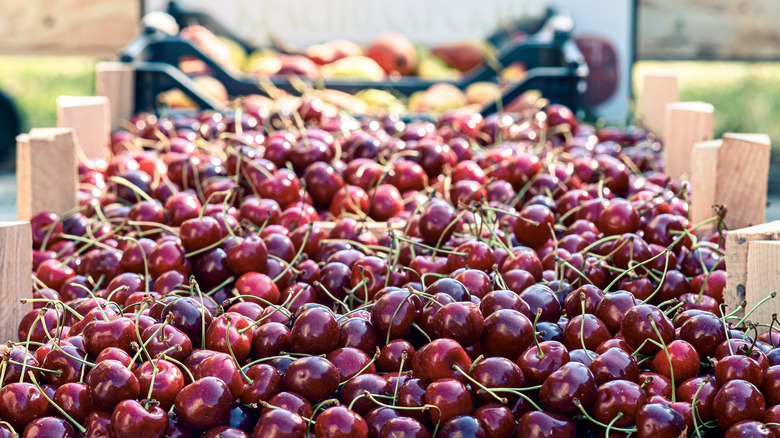 Large harvest of Bing cherries