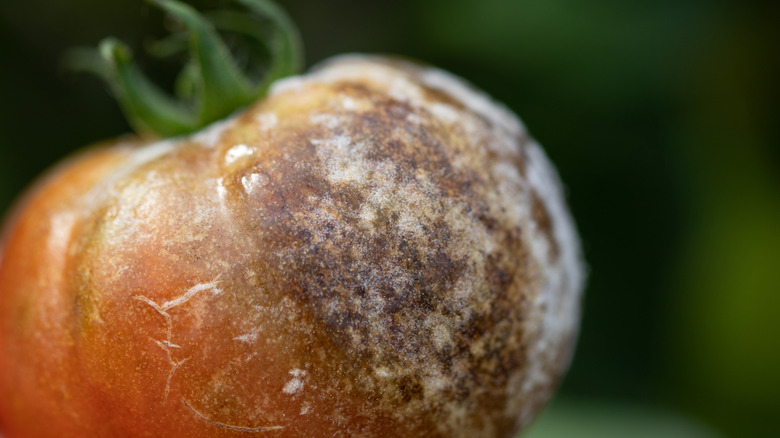 phytophthora infestans on tomato skin