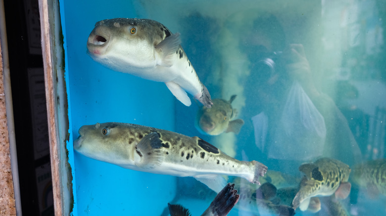 pufferfish in Japanese restaurant aquarium