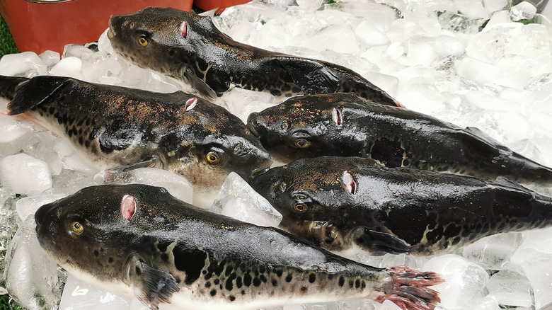 pufferfish at Japanese fish market