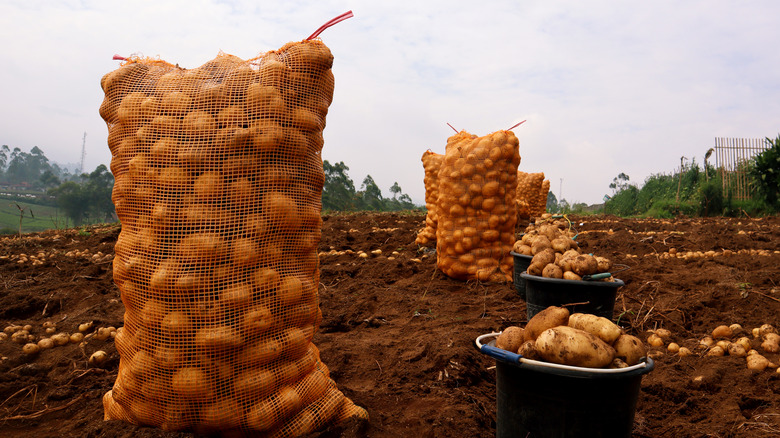 potatoes in mesh sacks