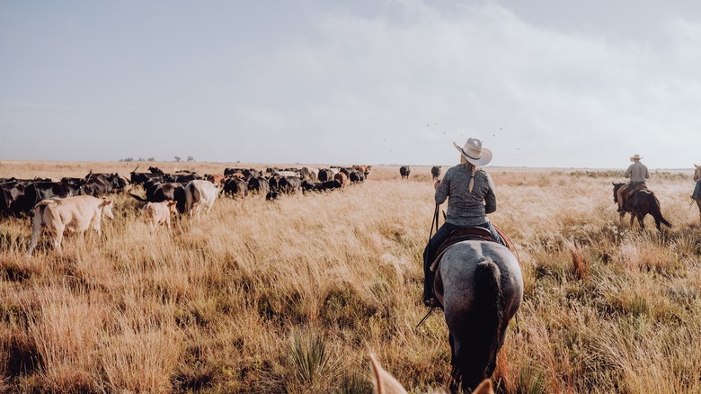 Cattle being herded by ranchers