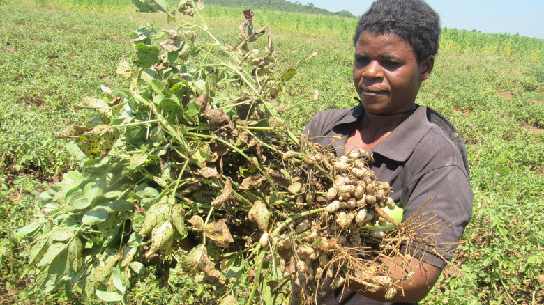 Farmer holding maize