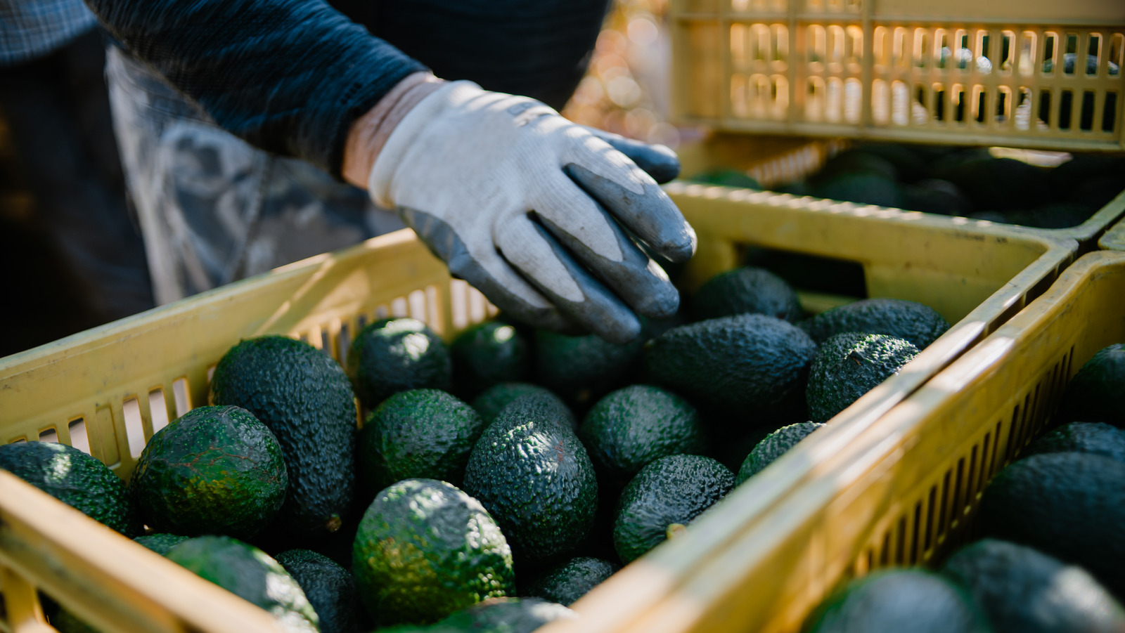 Cómo Estados Unidos y México están trabajando juntos para mejorar la seguridad alimentaria