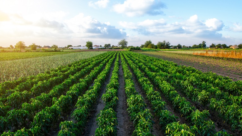 Rows of crops 