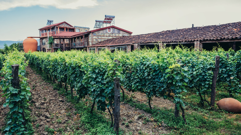 Georgian vineyard