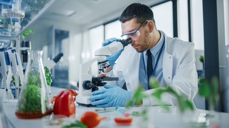 food microbiologist with microscope