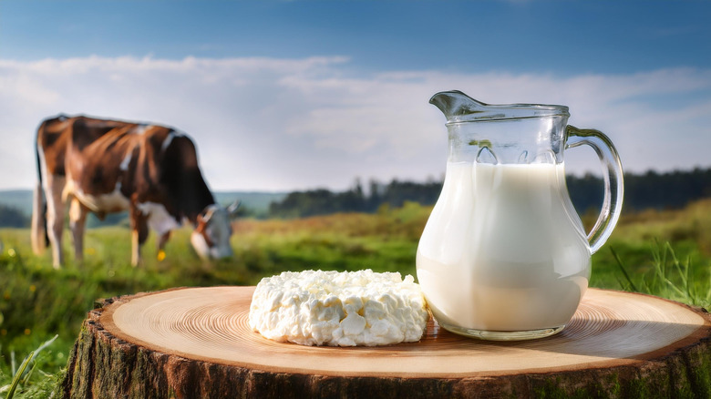 pitcher of milk beside pile of cottage cheese with cow in background, possibly AI generated