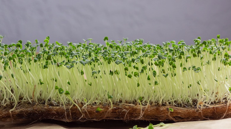 Chia microgreen sprouts