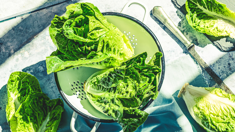 Washed romaine lettuce in colander