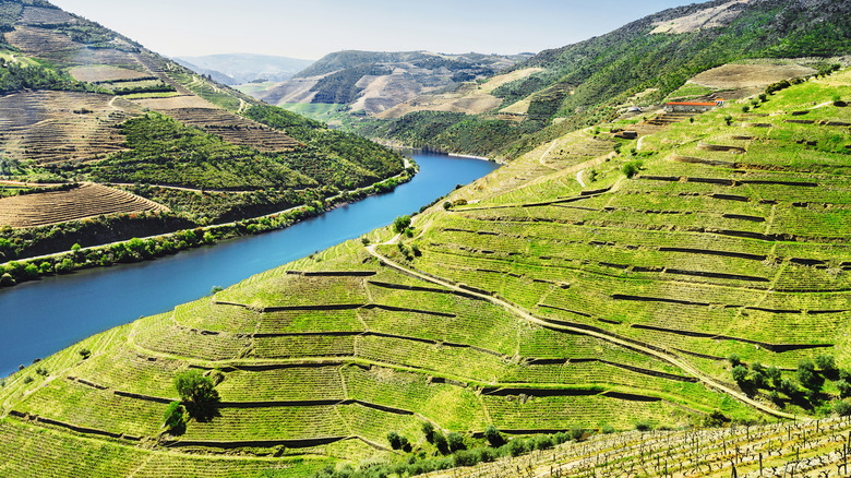 Vineyards in Portugal