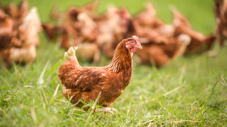 hens in a field