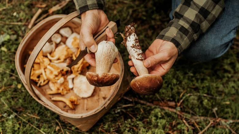 hands holding porcini mushrooms over basket