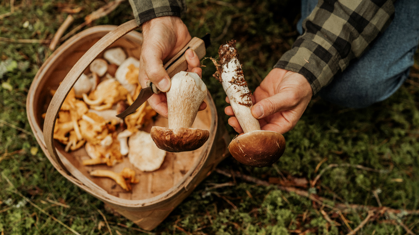 Porcini Cep Mushroom painted on Mushroom hotsell