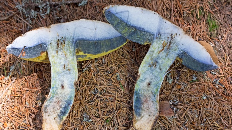 bitter bolete sliced in half