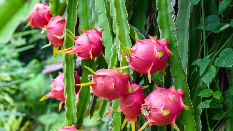 ripe dragon fruit